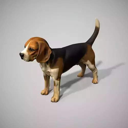 Beagle Dog
