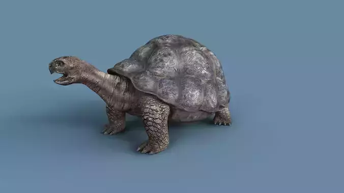 Turtle