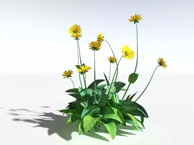 EVERYPlant Arrowleaf Balsamroot -18 Models- 3D model