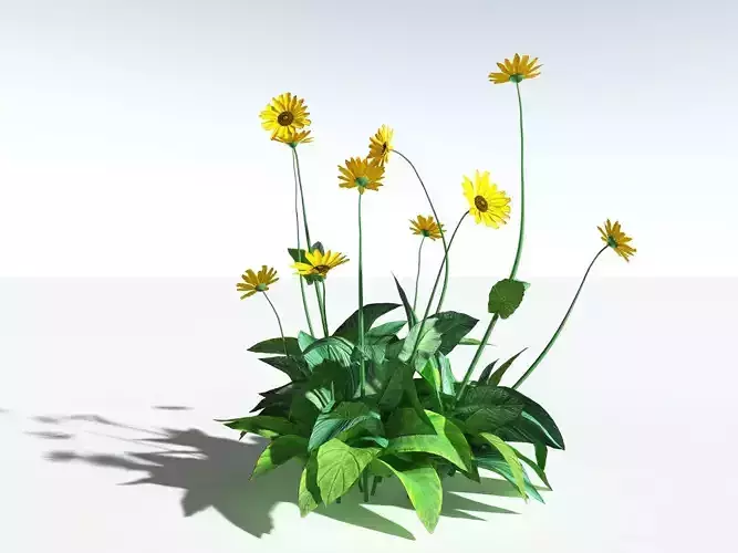 EVERYPlant Arrowleaf Balsamroot LowPoly -18 Models- Low-poly 3D model