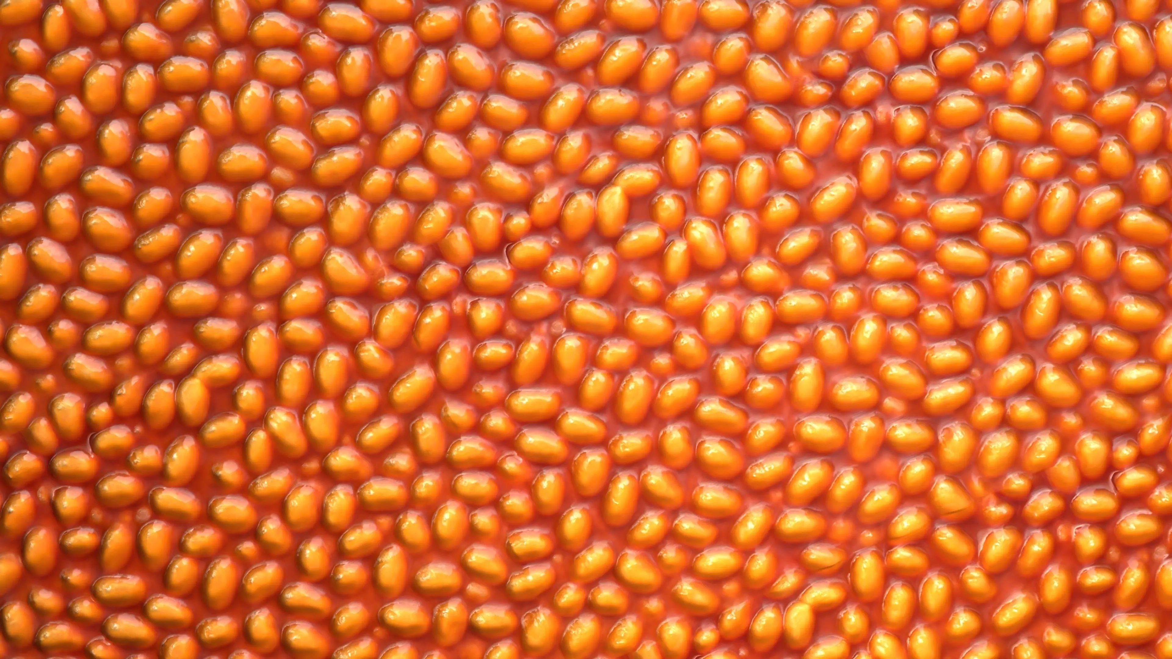 Baked Beans PBR Texture Texture_2