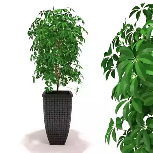 Scheffler Schefflera - decorative foliage plants 3D model