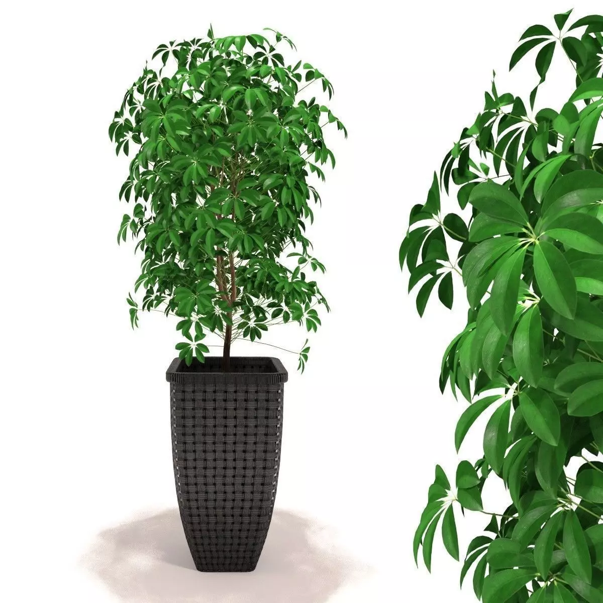 Scheffler Schefflera - decorative foliage plants 3D model