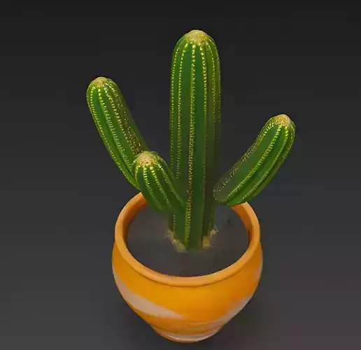 Cactus Pot Plant 3d Model