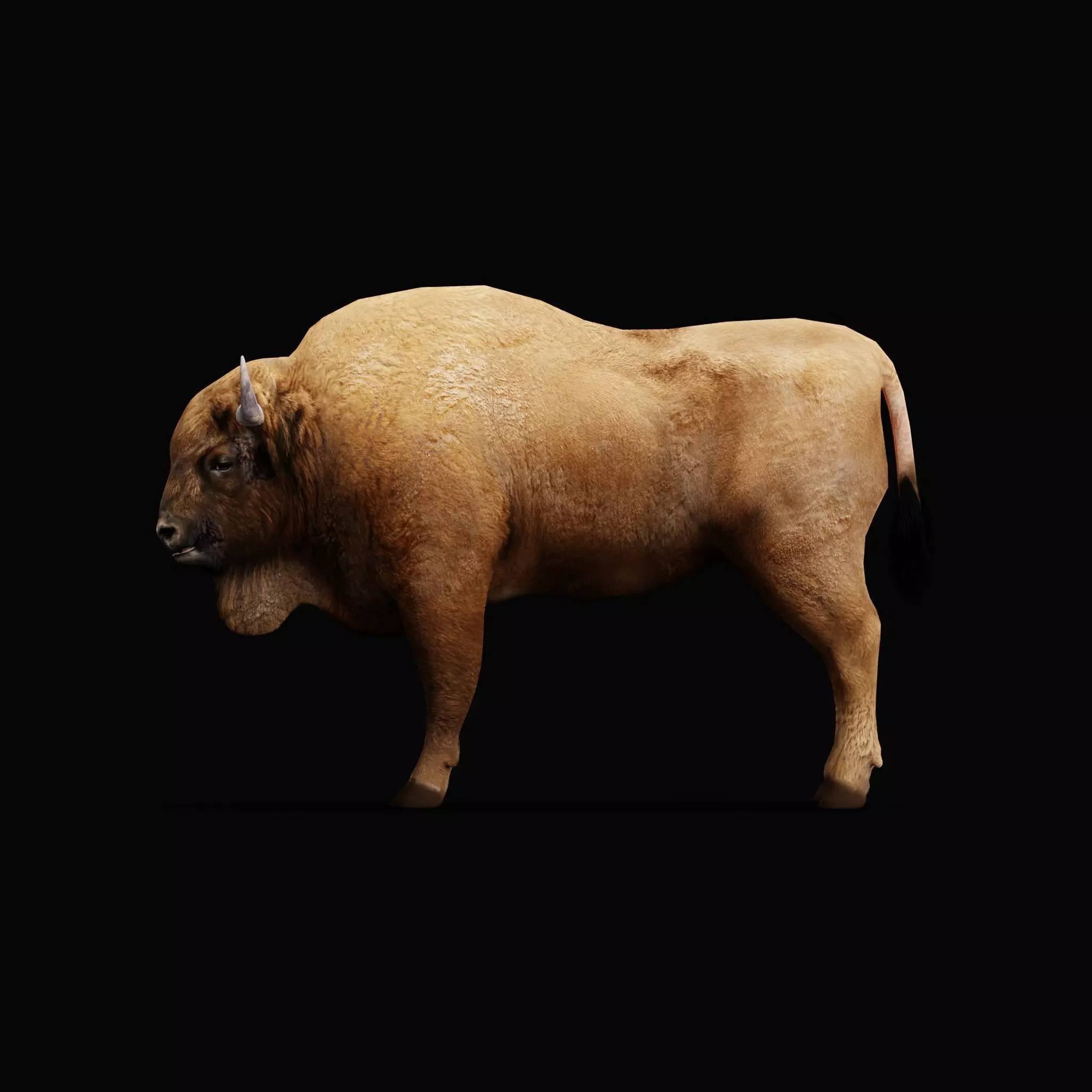 European Bison Wisent Low-poly 3D model_17