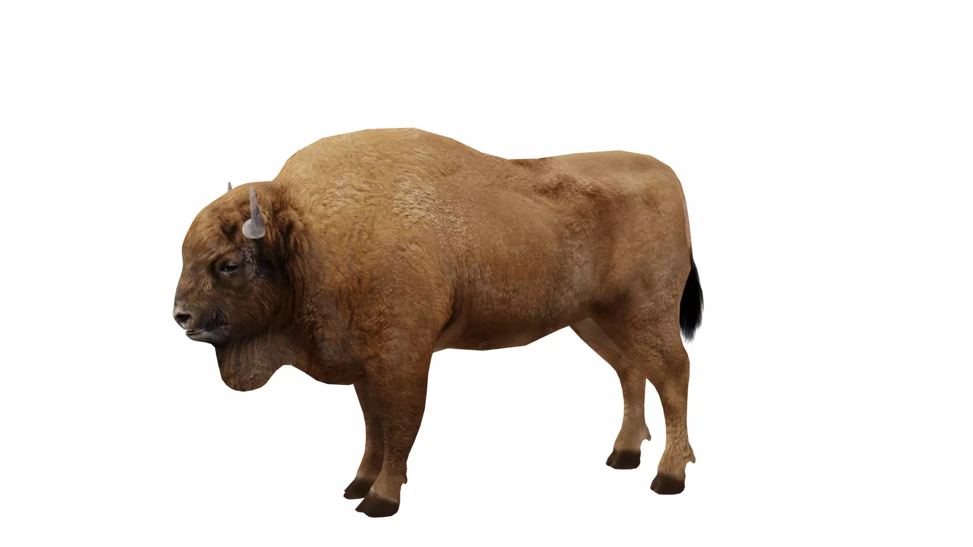 European Bison Wisent Low-poly 3D model_6