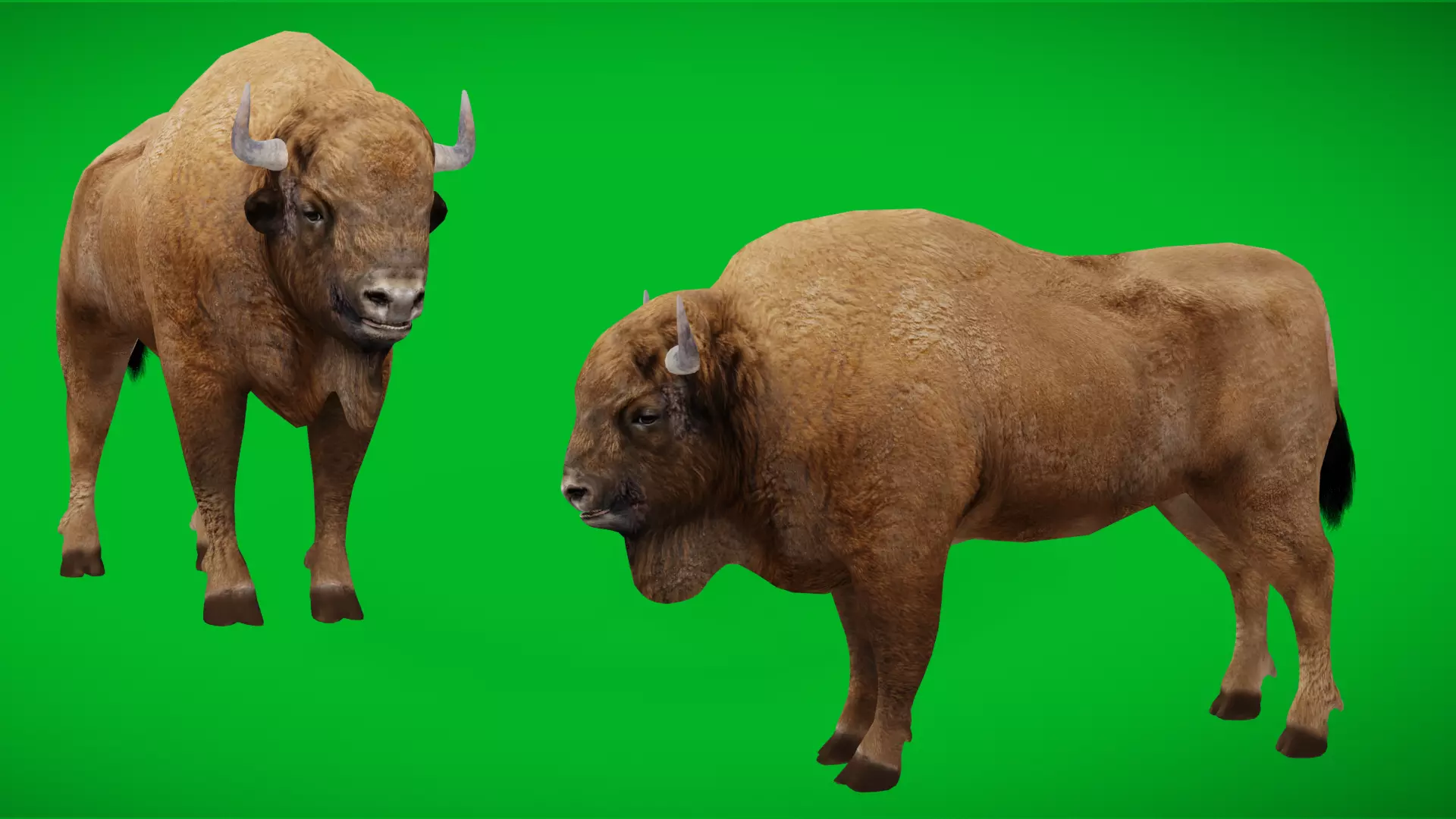 European Bison Wisent Low-poly 3D model_4
