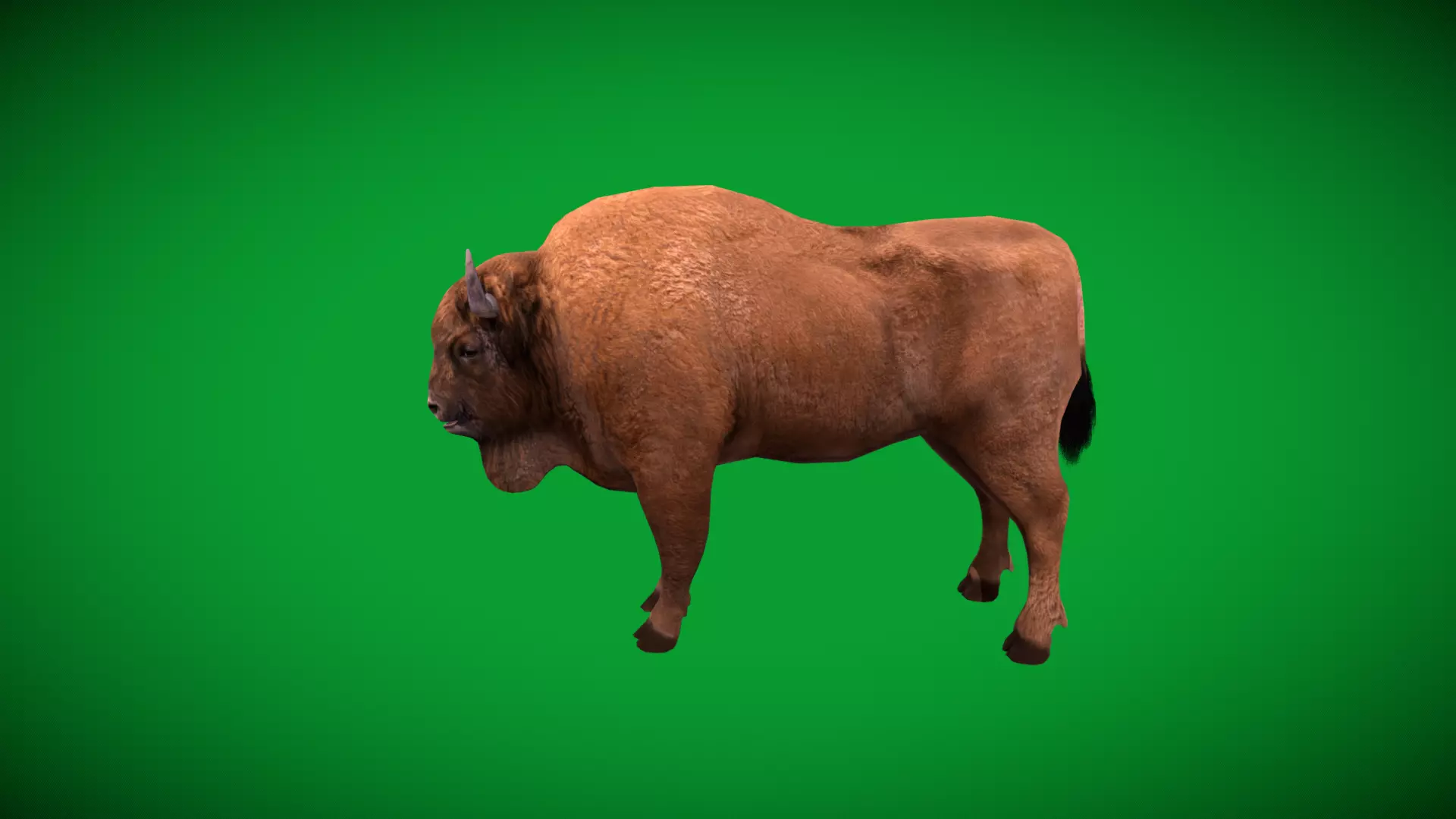European Bison Wisent Low-poly 3D model_36
