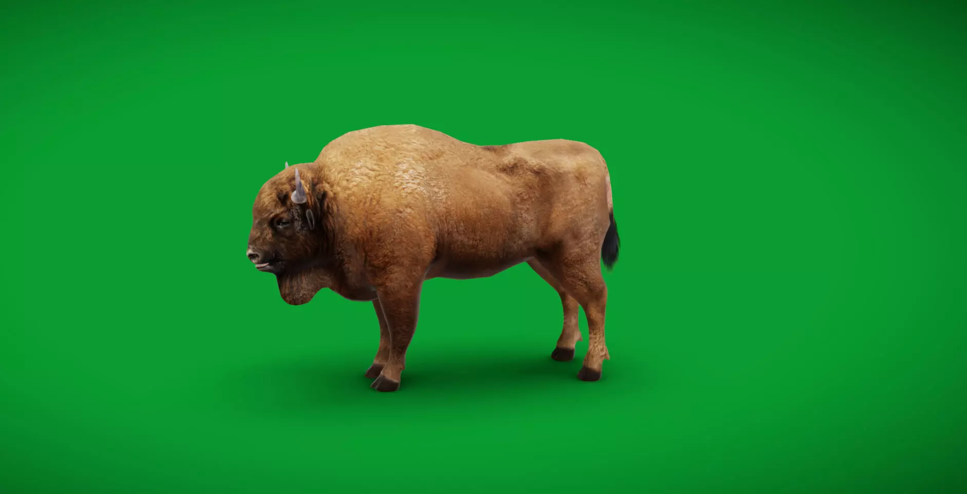 European Bison Wisent Low-poly 3D model_9