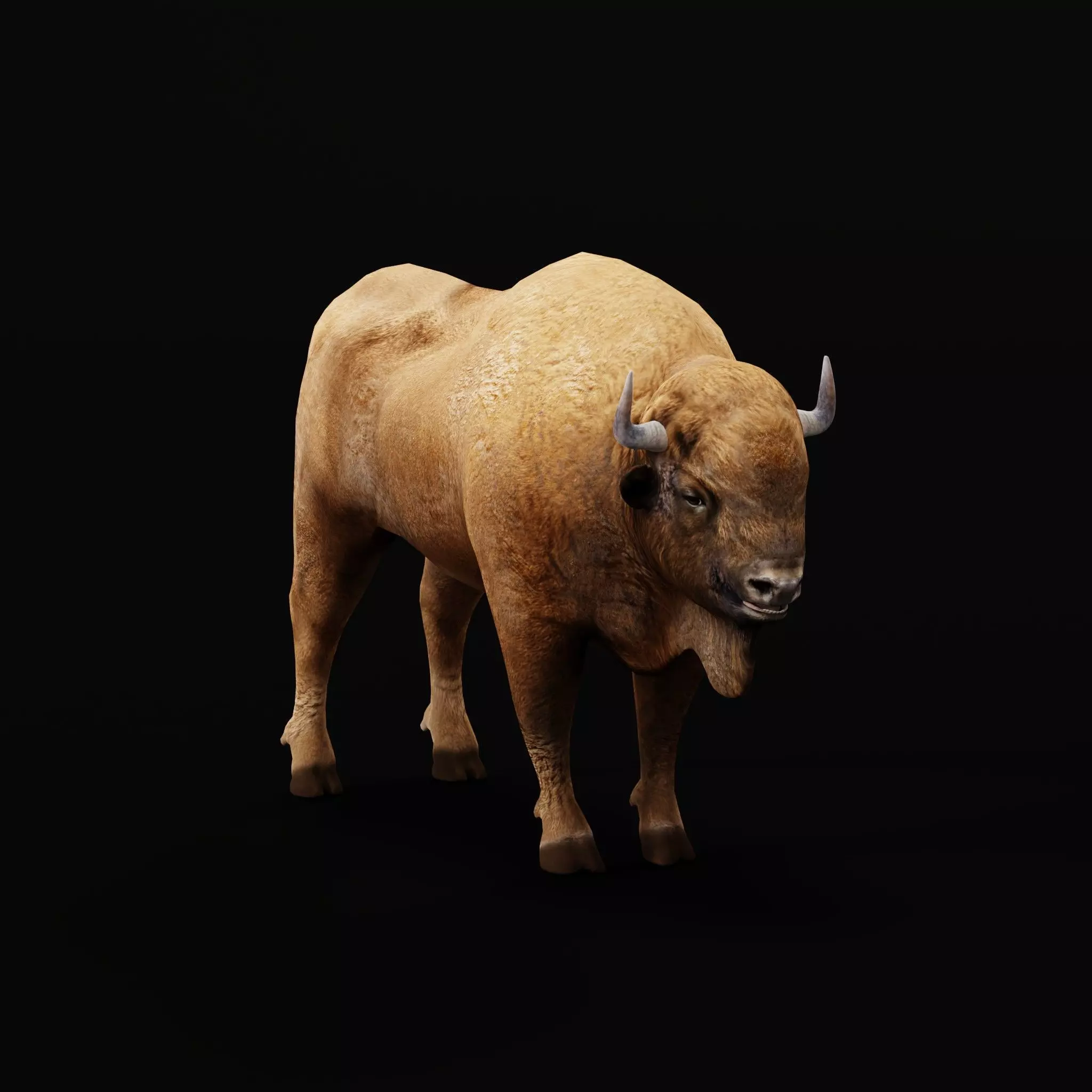 European Bison Wisent Low-poly 3D model_13