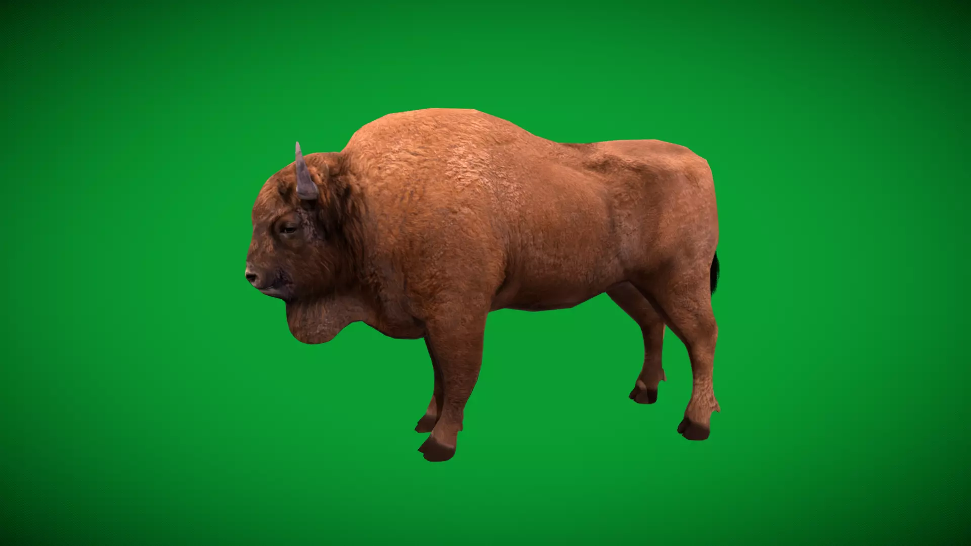 European Bison Wisent Low-poly 3D model_44
