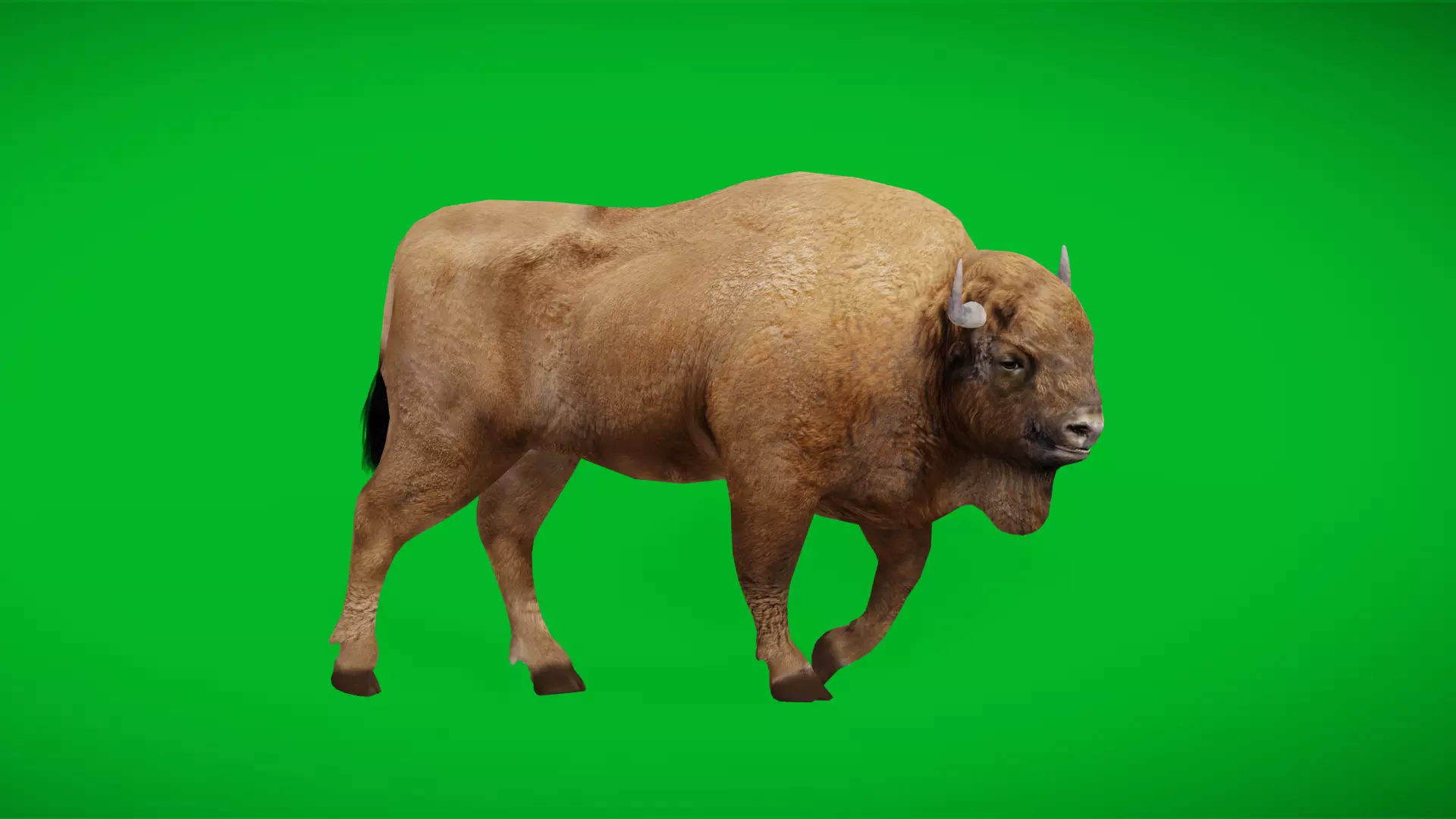 European Bison Wisent Low-poly 3D model_0