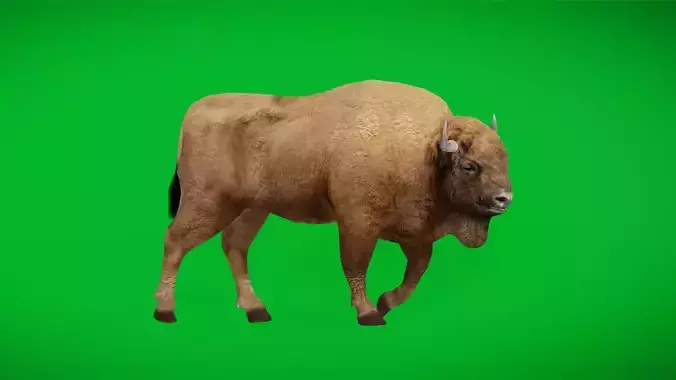 European Bison Wisent