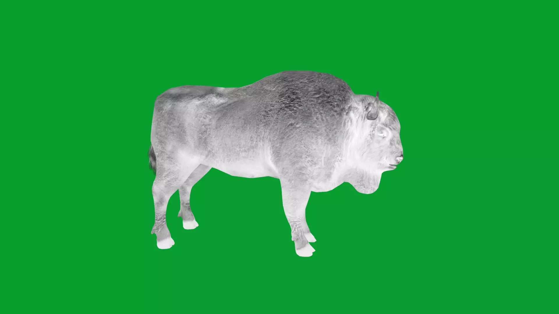 European Bison Wisent Low-poly 3D model_33