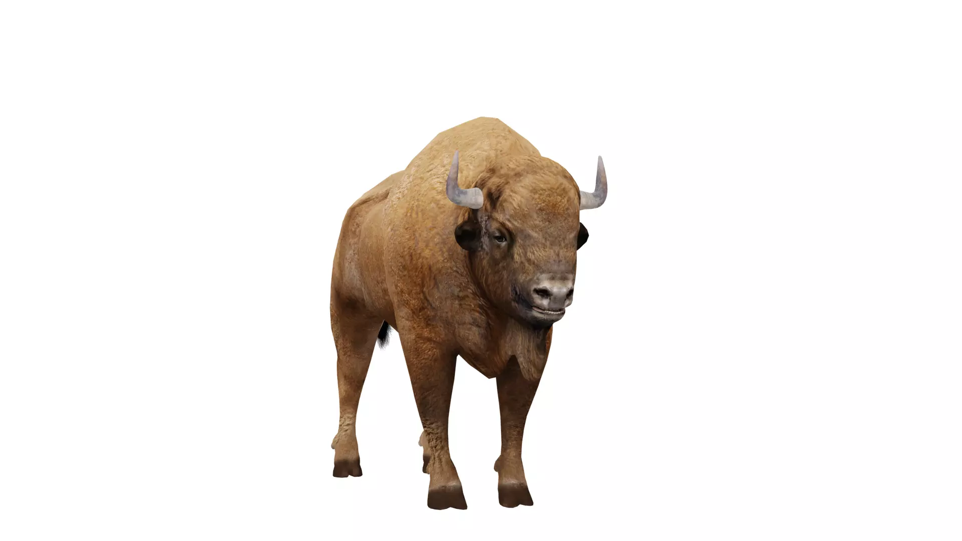 European Bison Wisent Low-poly 3D model_5