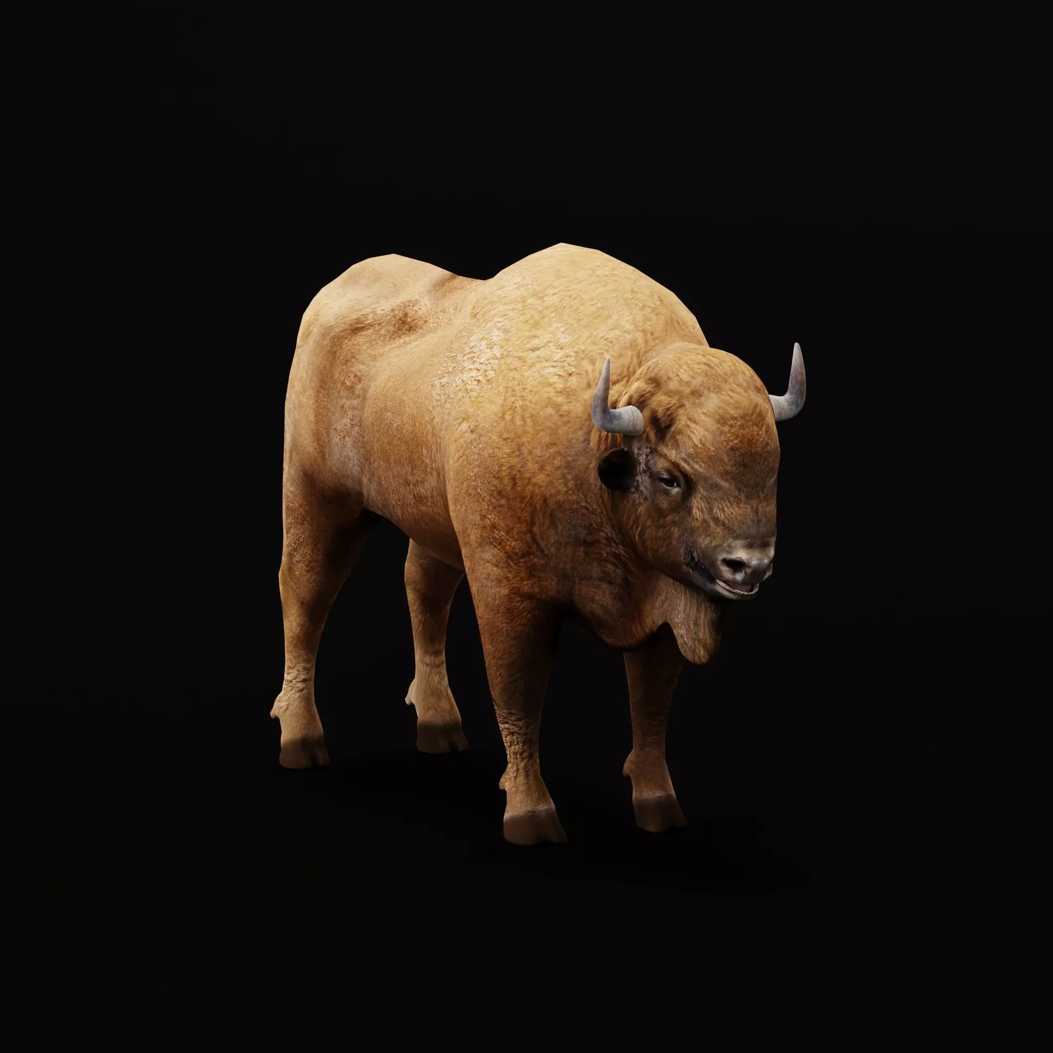 European Bison Wisent Low-poly 3D model_15