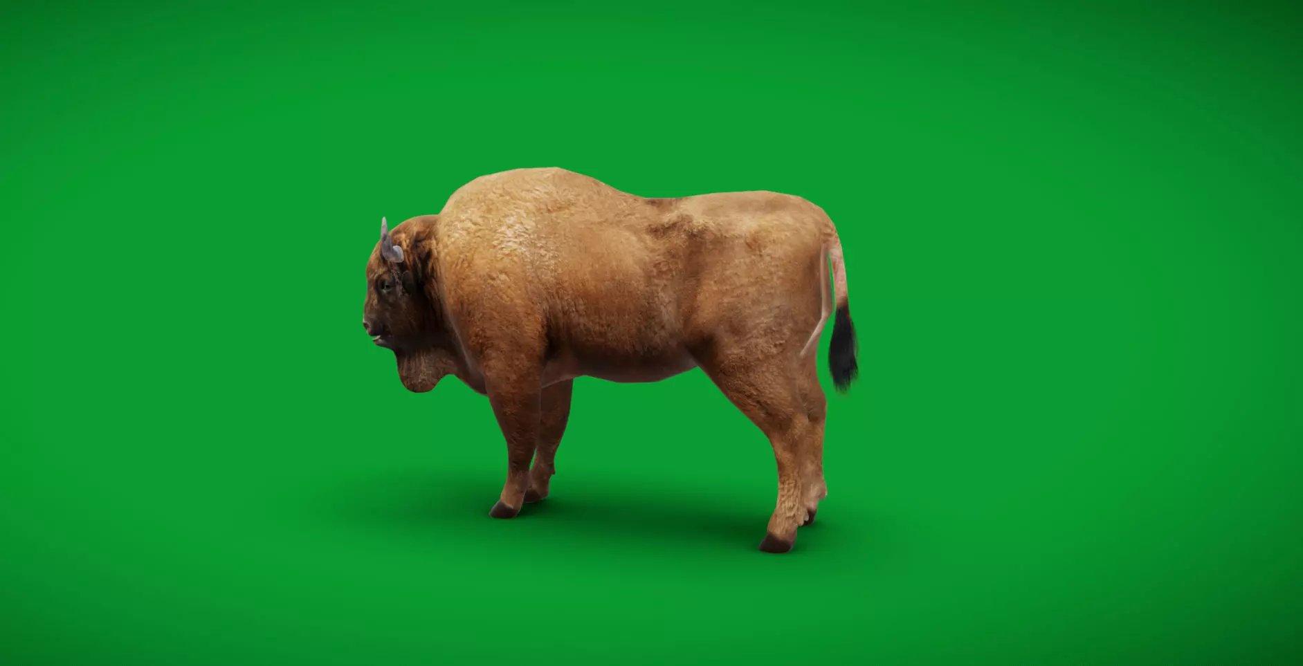 European Bison Wisent Low-poly 3D model_10