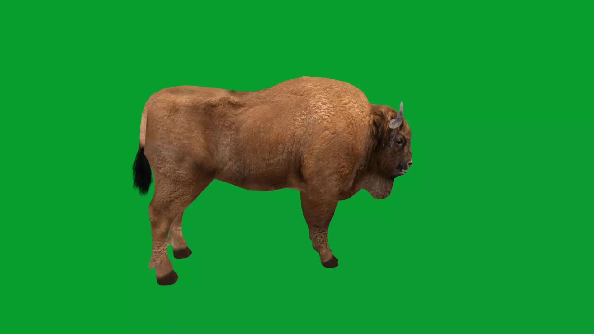 European Bison Wisent Low-poly 3D model_22