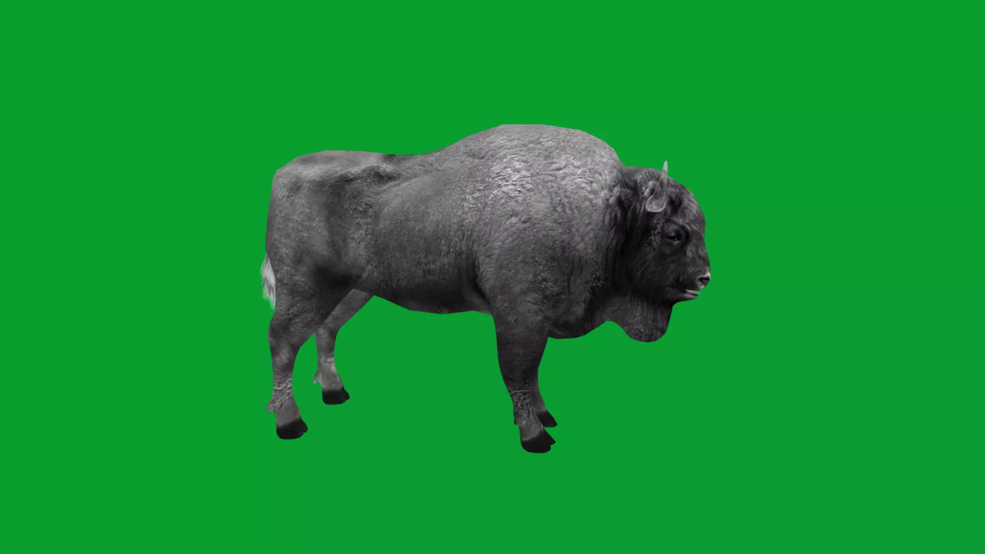 European Bison Wisent Low-poly 3D model_38