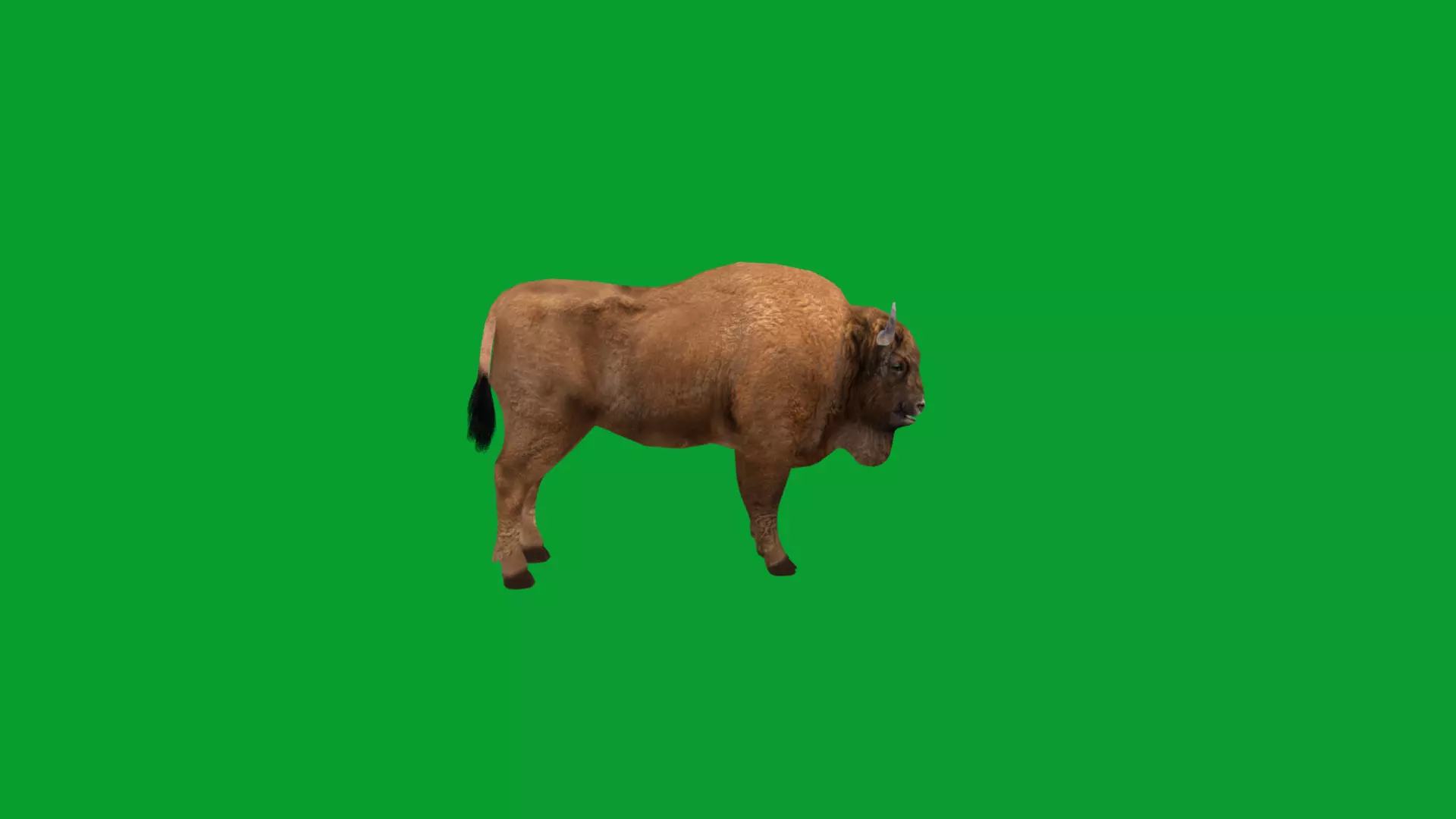 European Bison Wisent Low-poly 3D model_31
