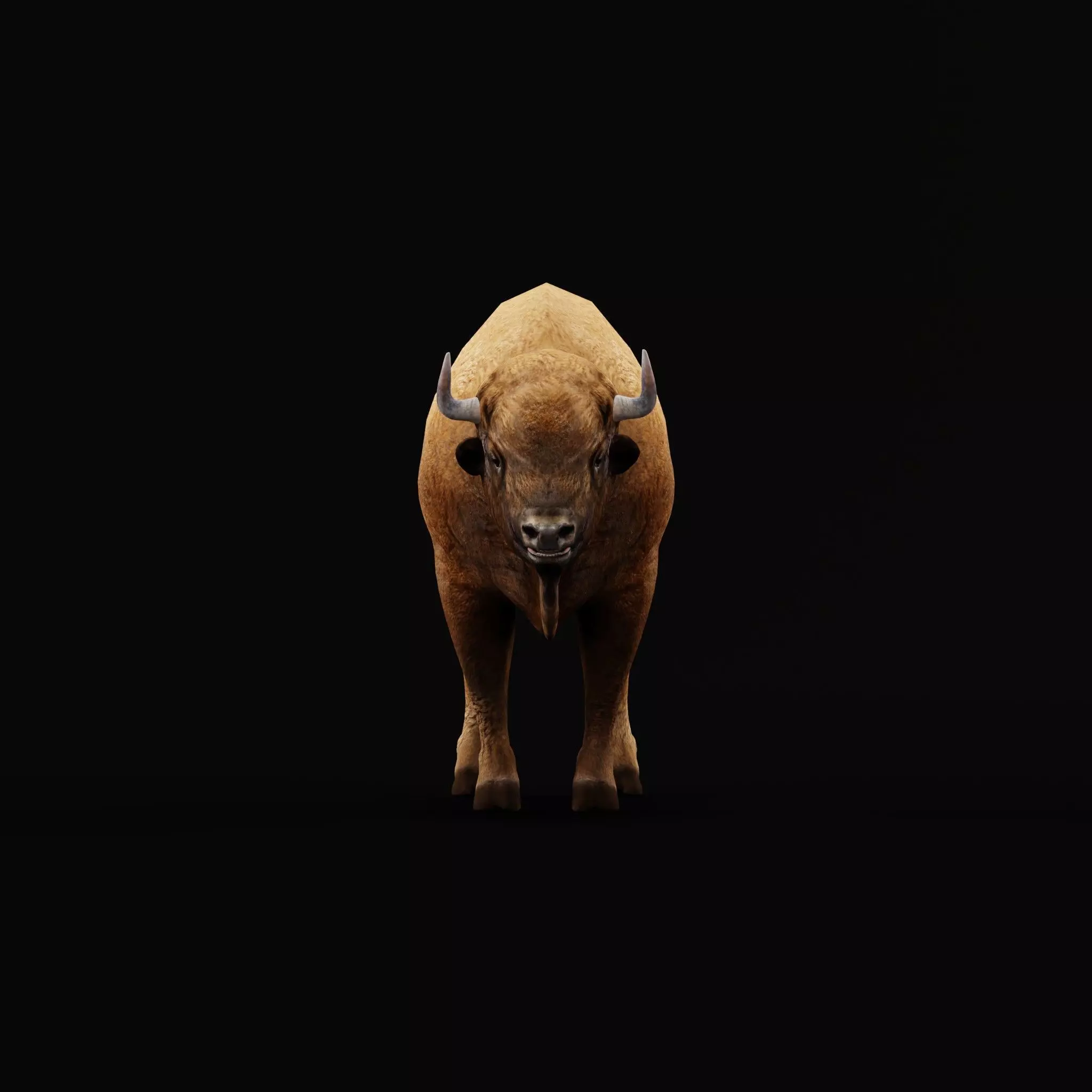 European Bison Wisent Low-poly 3D model_16