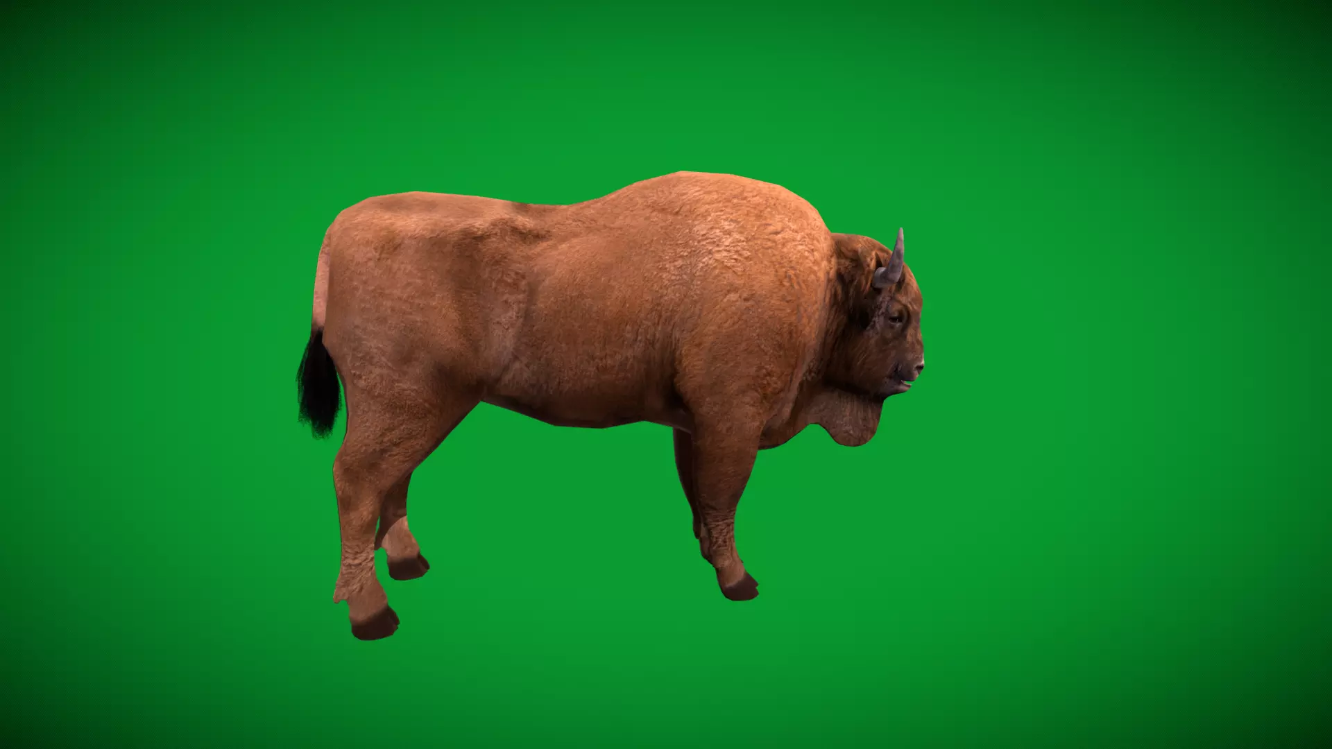 European Bison Wisent Low-poly 3D model_42