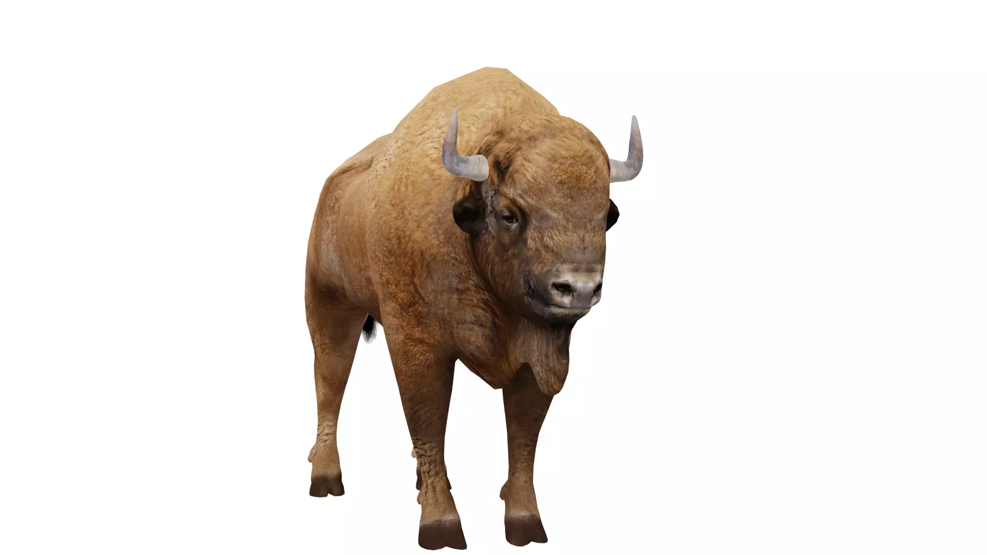 European Bison Wisent Low-poly 3D model_7