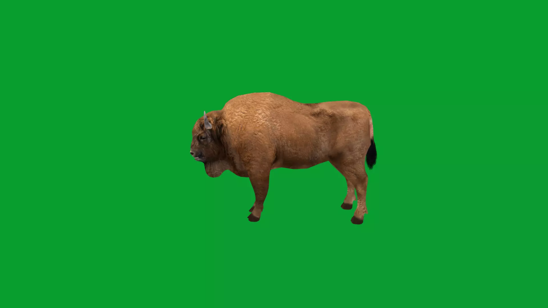 European Bison Wisent Low-poly 3D model_20