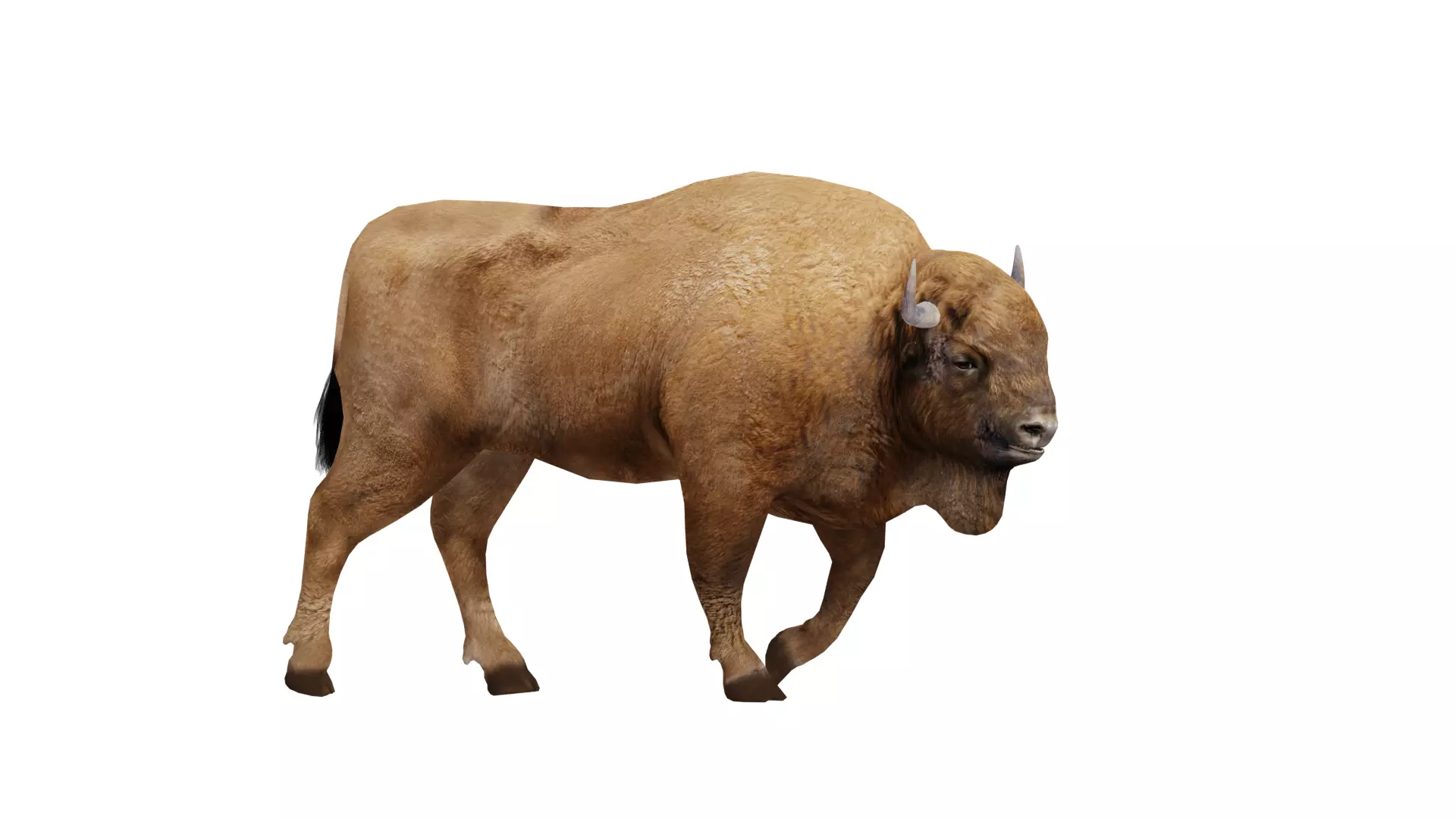 European Bison Wisent Low-poly 3D model_8