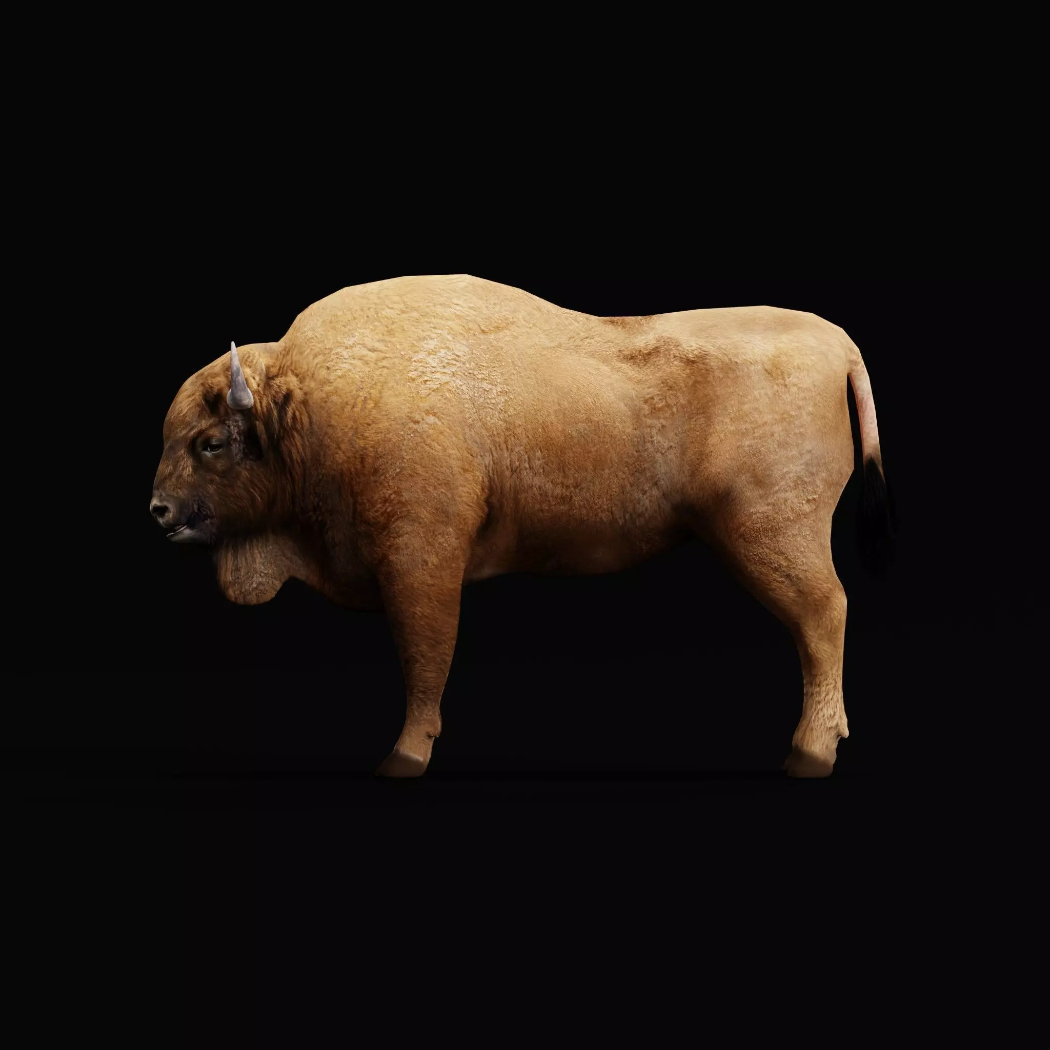 European Bison Wisent Low-poly 3D model_14