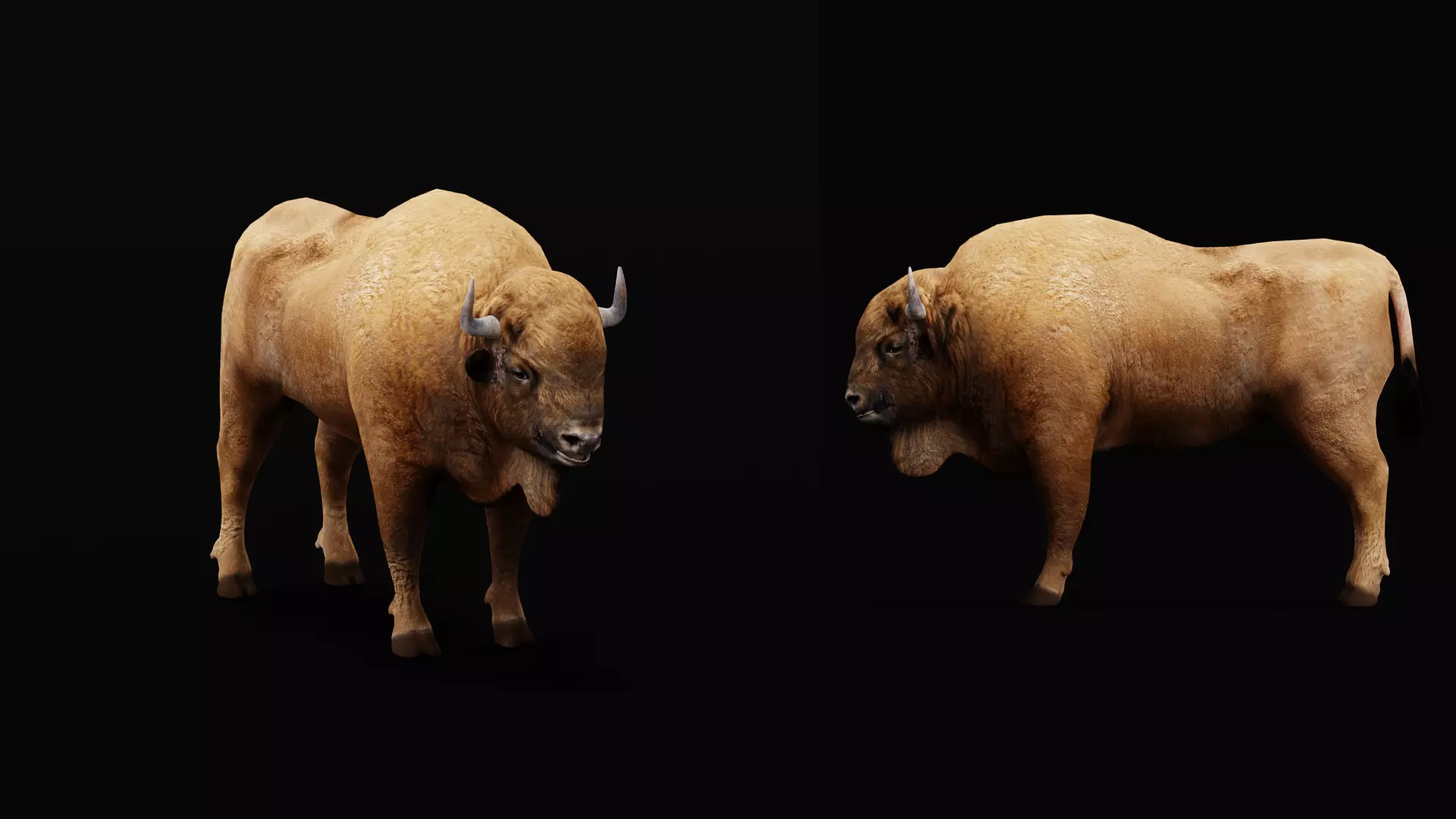 European Bison Wisent Low-poly 3D model_40