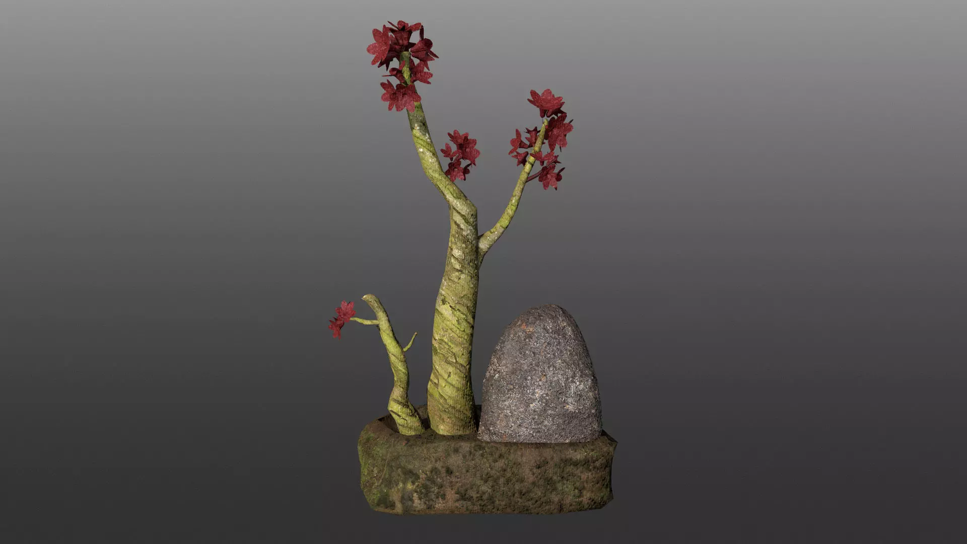 Bonsai Pot Low-poly 3D model_3