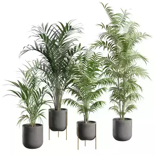 Palm Plants Pack