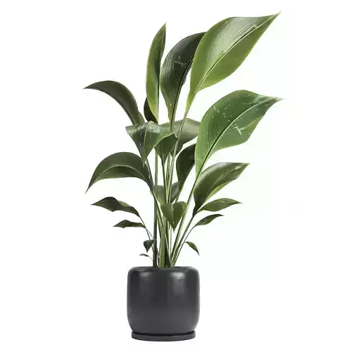 indoor plant 051