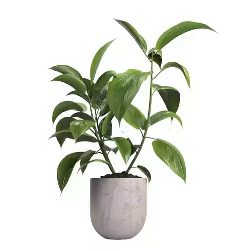 indoor plant 052