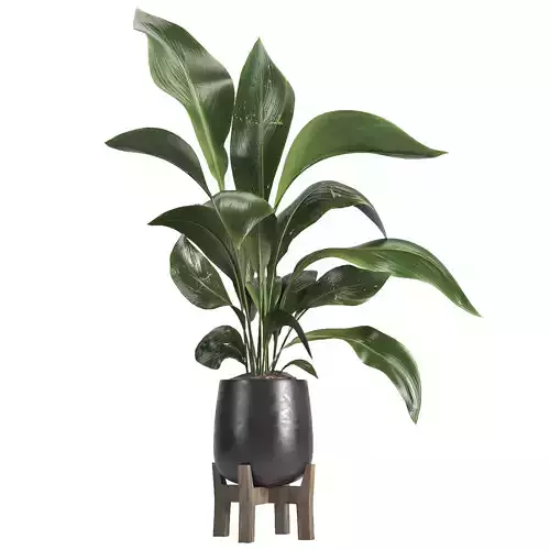 indoor plant 054