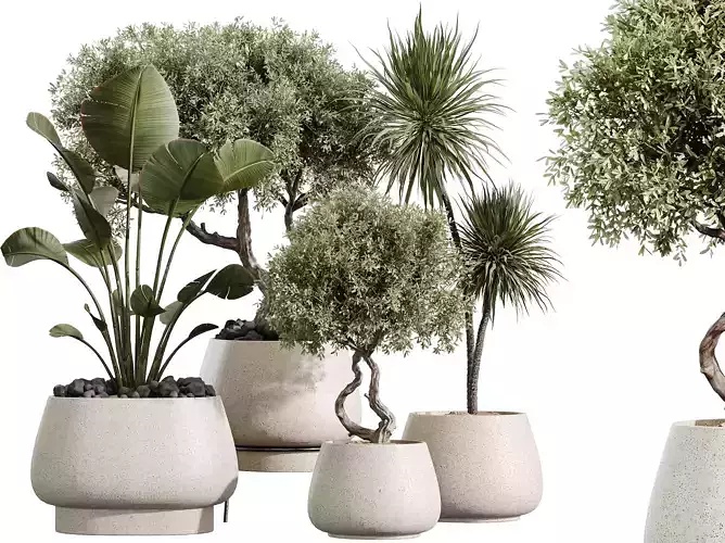 AV Indoor Plants Set 363 Yucca Palm Banana Olive