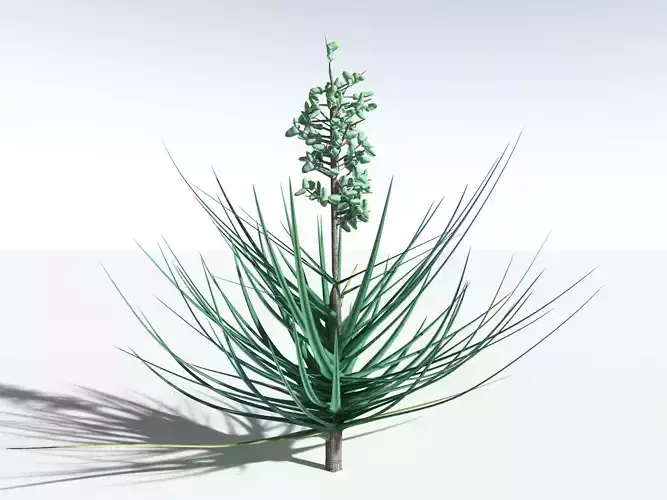 EVERYPlant Datil Yucca LowPoly -20 Models- Low-poly 3D model