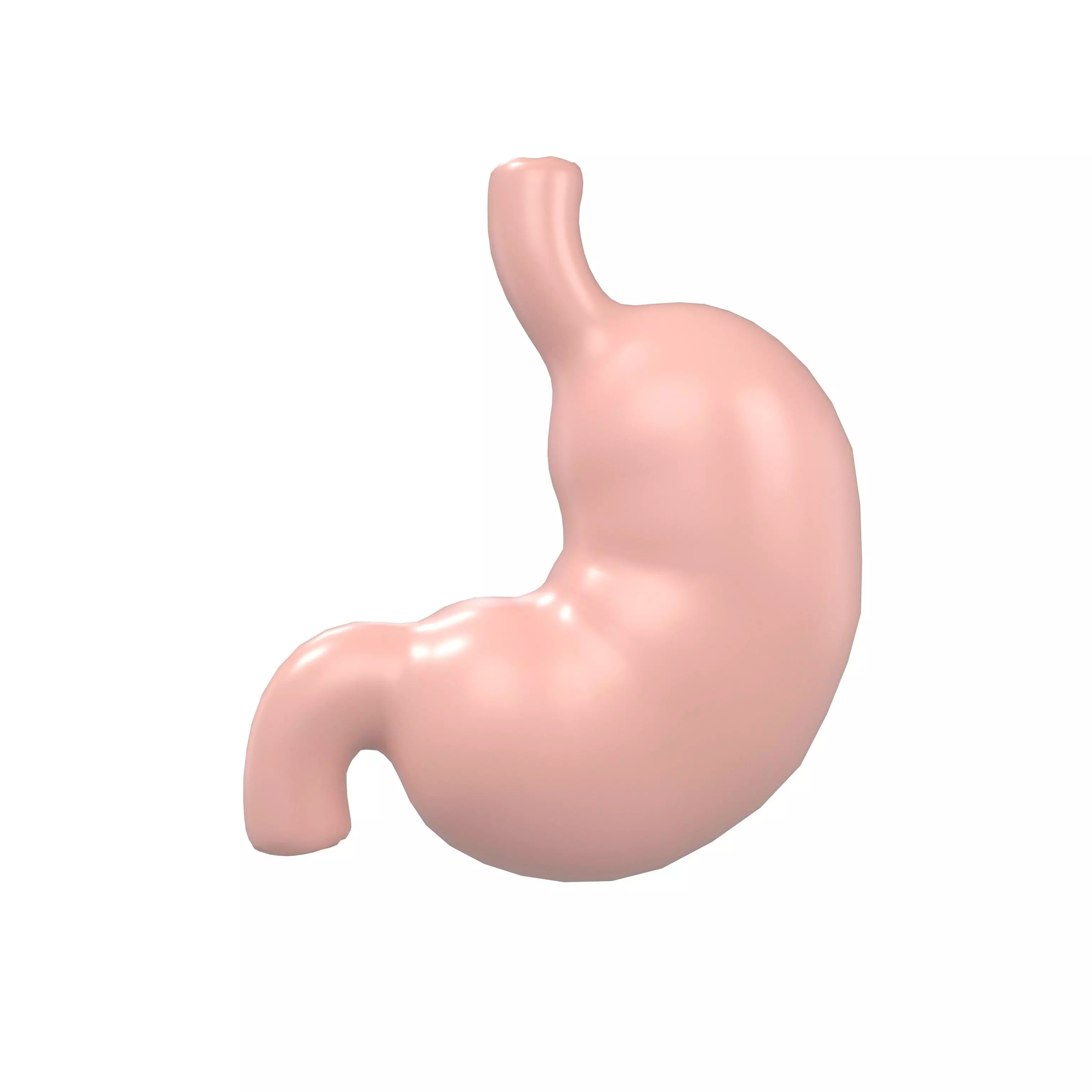 Stomach v1 001 Low-poly 3D model