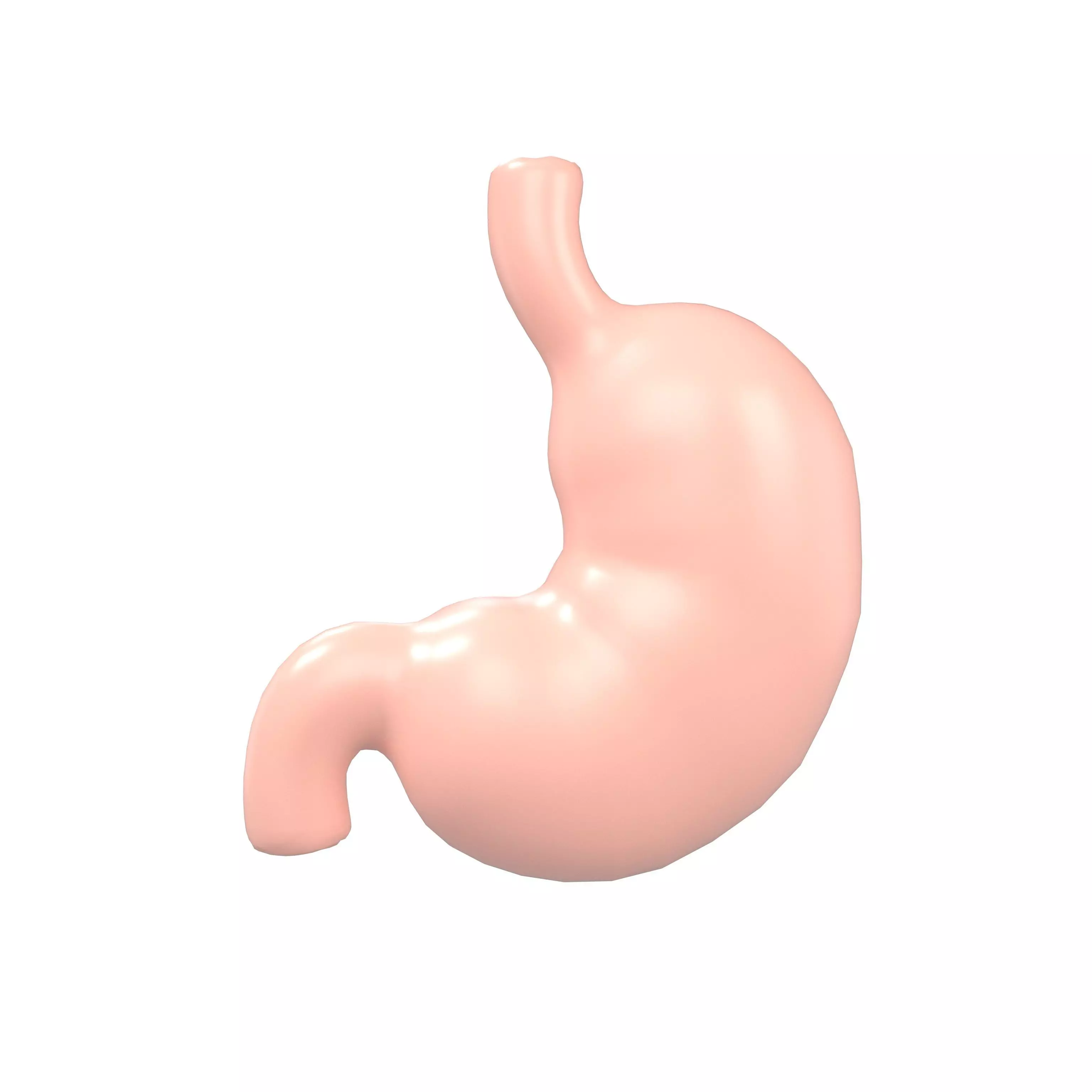 Stomach v1 002 Low-poly 3D model