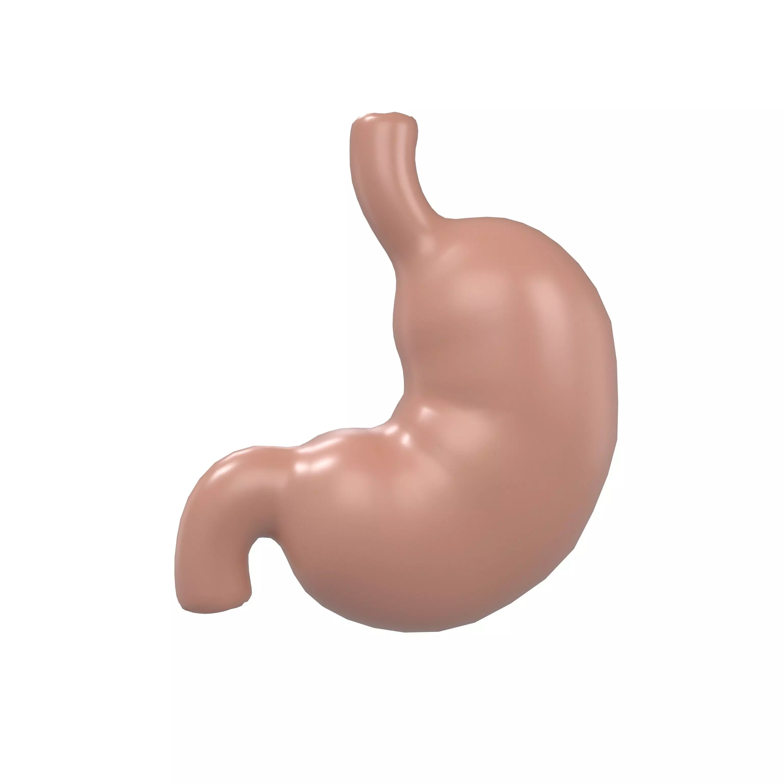 Stomach v1 003 Low-poly 3D model