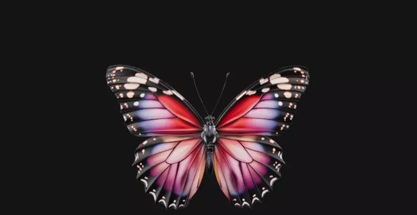 colorful butterfly  Free 3D model_1