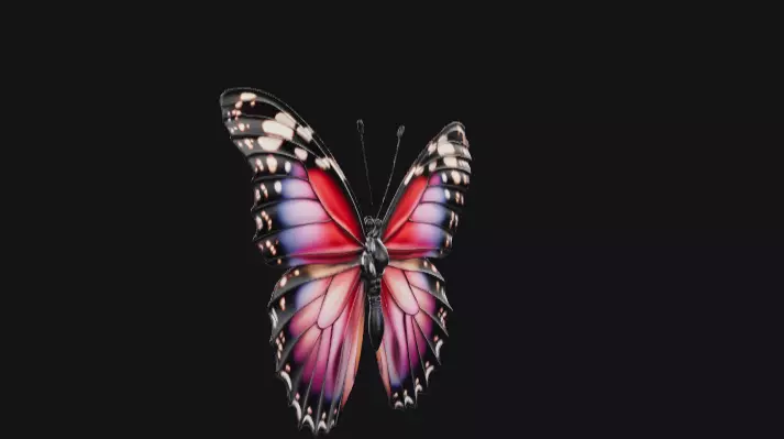 colorful butterfly  Free 3D model_2