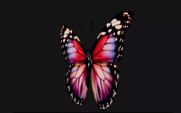 colorful butterfly  Free 3D model_4