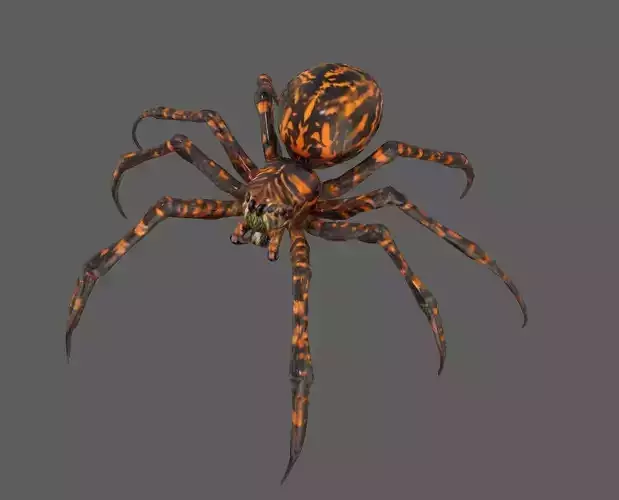 Spider