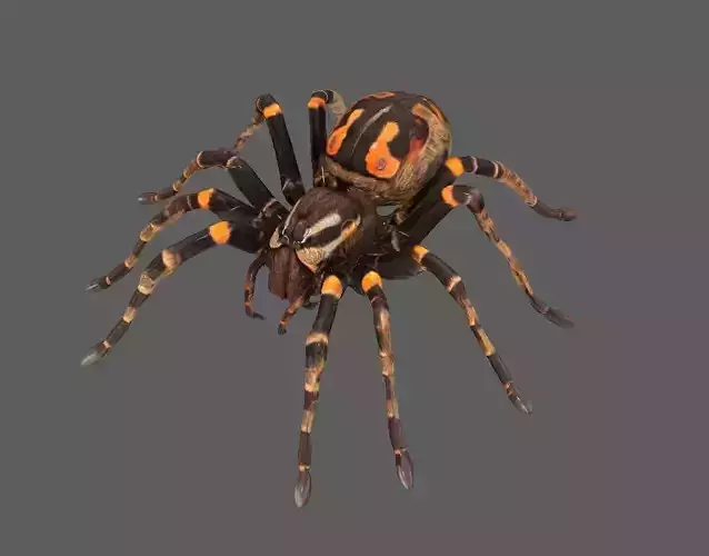 Spider