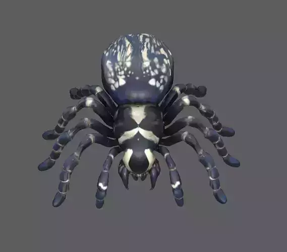 Spider