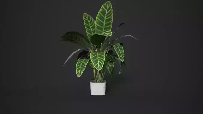 Tropical Indoor Plant