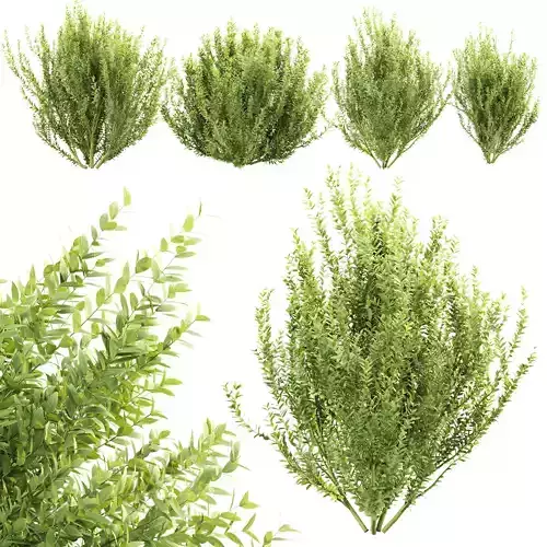 Laurel Bush Collection Vol 305