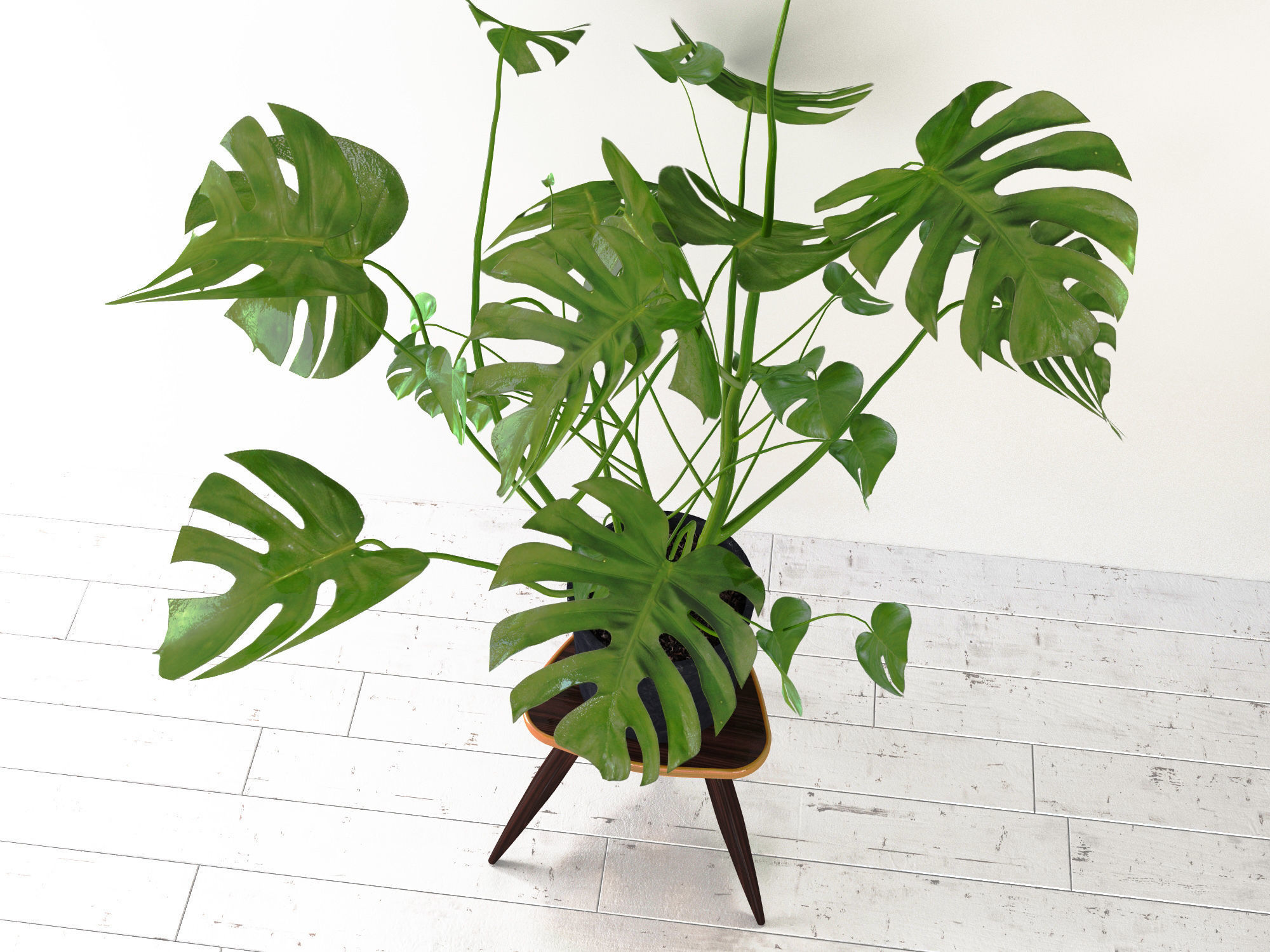Monstera plant 3D model_1